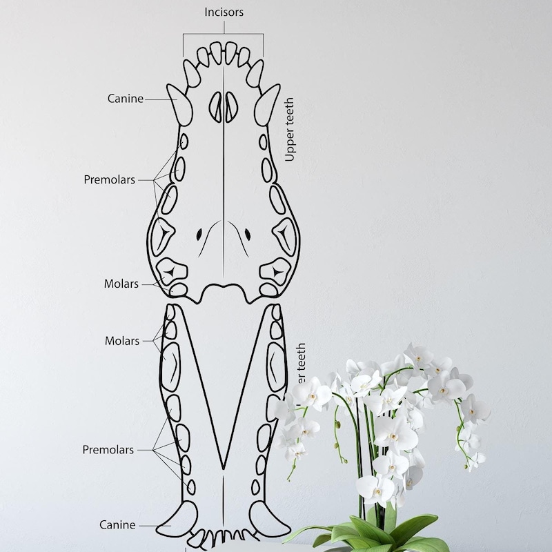 Dog Dental Chart Wall Etsy
