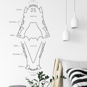 Feline Dental Chart Vinyl Sticker: Cat Veterinary Anatomy Decor LO211