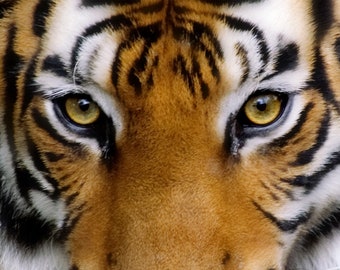 Peut inclure: Gros plan sur le visage d'un tigre, mettant en valeur son regard intense. L'image met en évidence les caractéristiques frappantes du tigre : yeux dorés, fourrure orange et rayures noires. Le pelage du tigre est un mélange d'orange, de blanc et de noir.