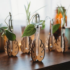 monstera leaf shaped houseplant propagation station with heart leaved philodendron cuttings growing in water