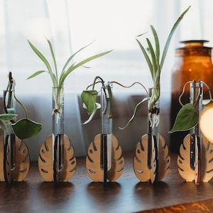 Five light stained wood tabletop propagation stations rooting houseplant cuttings in test tubes filled with water