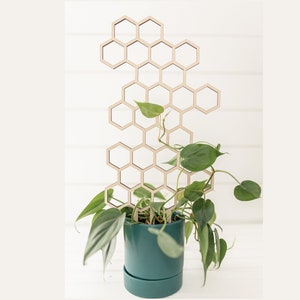 a heart leaf philodendron in a blue planter climbing a wooden honeycomb trellis