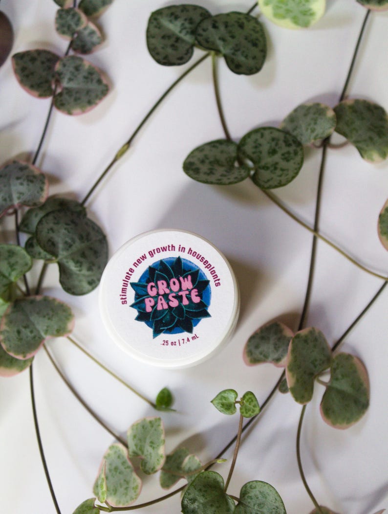 Puede incluir: Un tarro blanco con una etiqueta rosa y azul que dice "GROW PASTE" y "stimulate new growth in houseplants". El tarro es de 0,25 oz / 7,4 ml. El tarro est&aacute; rodeado de hojas verdes y blancas variegadas.