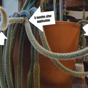 Puede incluir: Primer plano de una planta de cactus con tallos largos y delgados. La planta est&aacute; creciendo en una maceta de terracota. El texto "5 meses despu&eacute;s de la aplicaci&oacute;n" est&aacute; escrito en una flecha blanca que apunta a la planta.