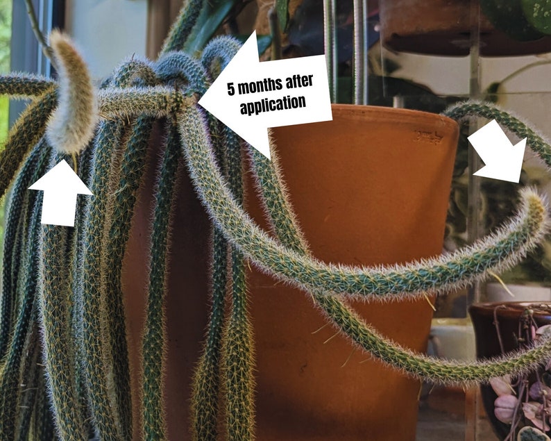 Puede incluir: Primer plano de una planta de cactus con tallos largos y delgados. La planta est&aacute; creciendo en una maceta de terracota. El texto "5 meses despu&eacute;s de la aplicaci&oacute;n" est&aacute; escrito en una flecha blanca que apunta a la planta.