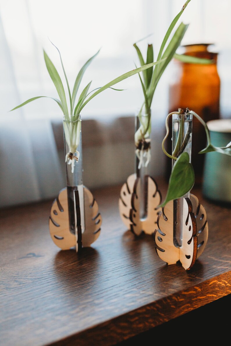 monstera leaf shaped wooden test tube propagation stations growing plant cuttings on a windowsill