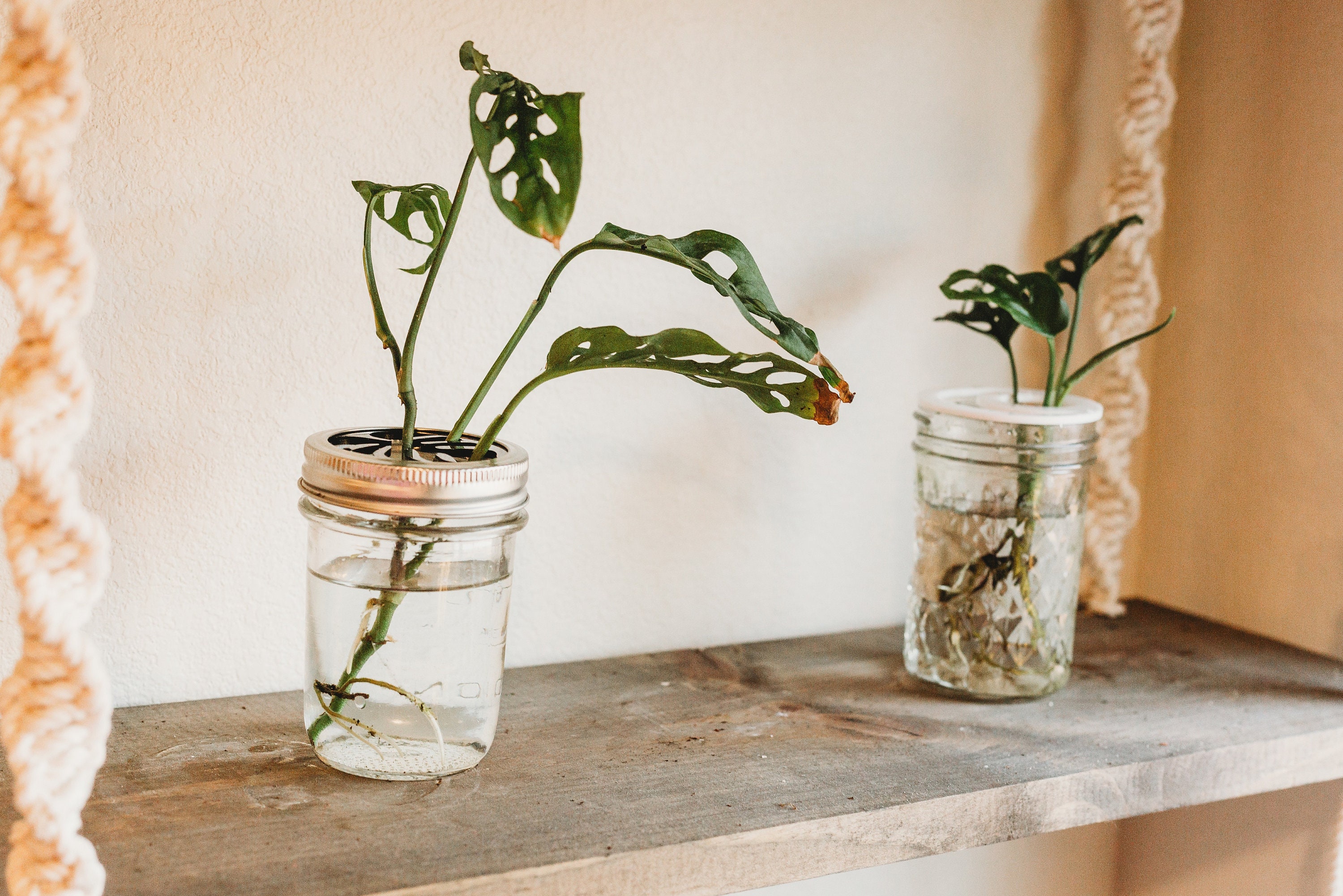 VermehrungStation Mason Jar Topper Blumenfrösche Geschenke | Etsy