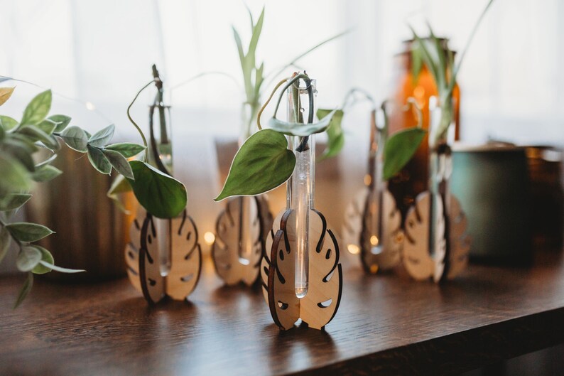 monstera leaf shaped houseplant propagation station with heart leaved philodendron cuttings growing in water