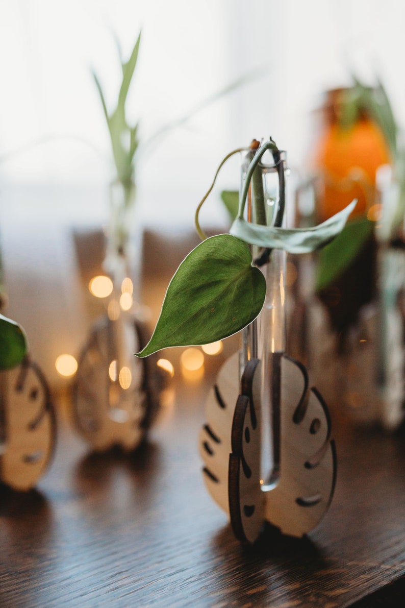 filtered light through the window providing sun light for rooting houseplant cuttings in test tubes