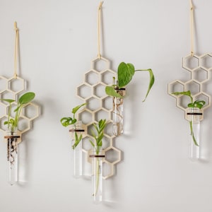 Set of three honeycomb propagation stations hanging on a white wall with plant cuttings rooting in water