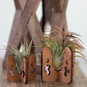 Tiny and small air plant holders holding tillandsia