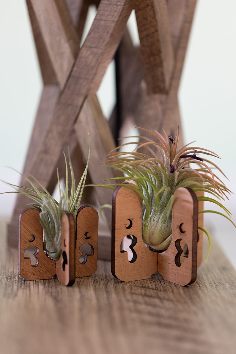 Tiny and small air plant holders holding tillandsia