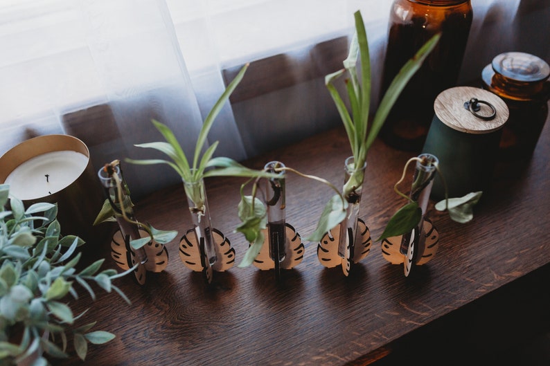 top down view of houseplants growing in test tube water on a windowsill with filtered sunlight through withe curtains