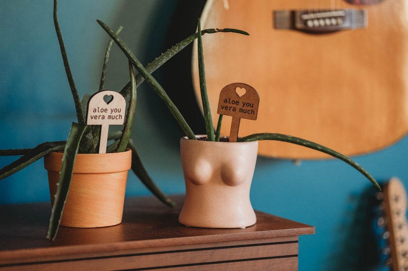 potted aloe plants in a boob planter and plain terracotta planter with aloe you vera much plant signs