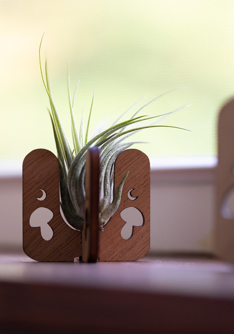 Stained wood mushroom air plant holder with a small tillandsia