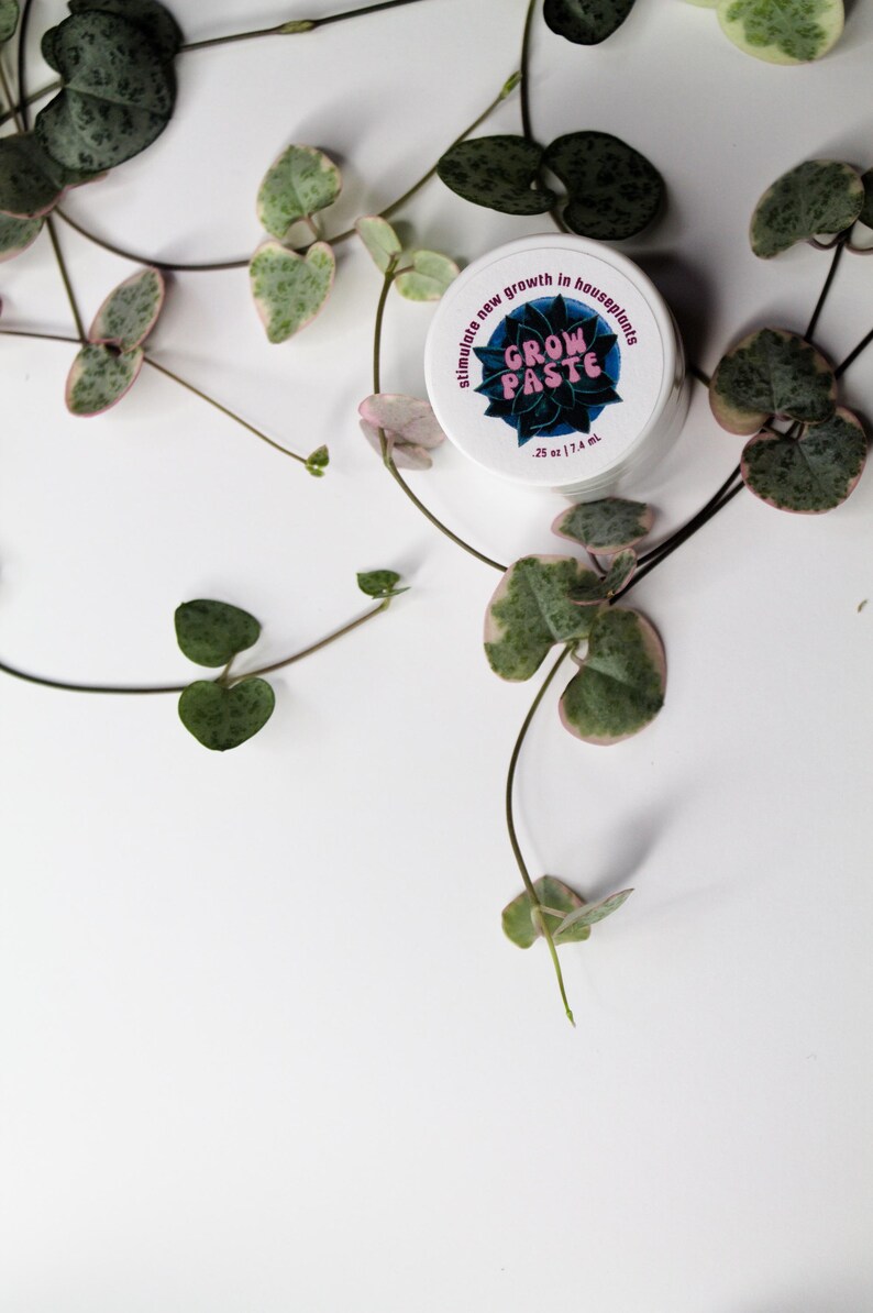 Puede incluir: Un tarro blanco de pasta de crecimiento para plantas con el texto "stimulate new growth in houseplants GROW PASTE .25 oz | 7.1 ml" en la etiqueta. El tarro est&aacute; rodeado de enredaderas de hojas verdes y blancas.