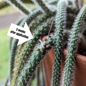 Puede incluir: Primer plano de una planta de cactus con espinas blancas y peque&ntilde;as flores rosas. El texto "3 semanas despu&eacute;s de la aplicaci&oacute;n" est&aacute; escrito en una flecha blanca que apunta a las flores.