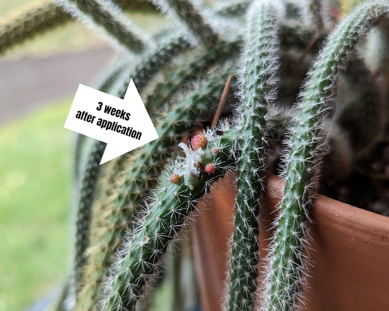 Puede incluir: Primer plano de una planta de cactus con espinas blancas y peque&ntilde;as flores rosas. El texto "3 semanas despu&eacute;s de la aplicaci&oacute;n" est&aacute; escrito en una flecha blanca que apunta a las flores.