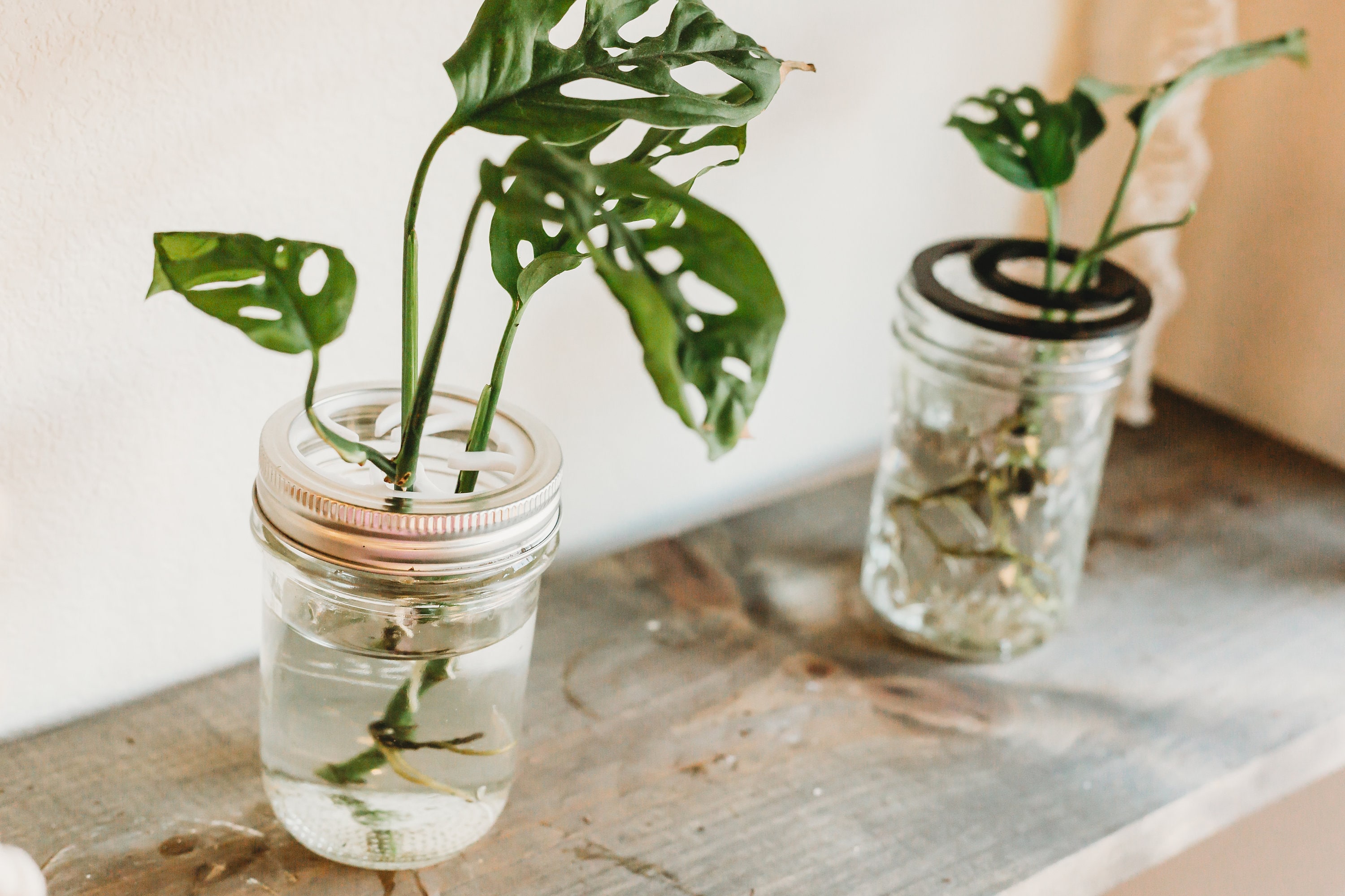 VermehrungStation Mason Jar Topper Blumenfrösche Geschenke | Etsy