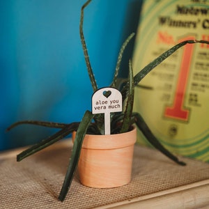 a struggling aloe plant with a funny garden sign reading aloe you vera much sticking out from the pot