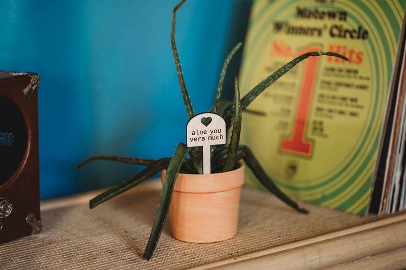 a struggling aloe plant with a funny garden sign reading aloe you vera much sticking out from the pot