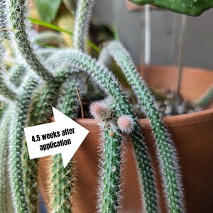 Puede incluir: Primer plano de una planta de cactus con una flecha blanca que apunta a un nuevo crecimiento. La flecha dice "4,5 semanas despu&eacute;s de la aplicaci&oacute;n".