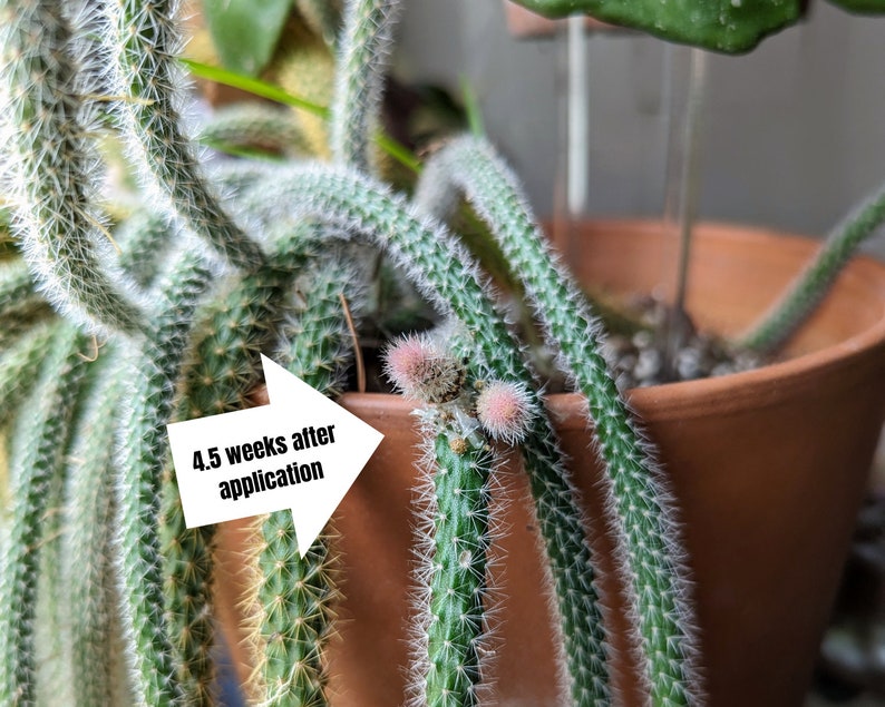 Puede incluir: Primer plano de una planta de cactus con una flecha blanca que apunta a un nuevo crecimiento. La flecha dice "4,5 semanas despu&eacute;s de la aplicaci&oacute;n".
