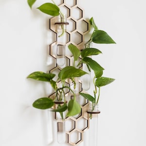 Five houseplant cuttings rooting in test tubes on a honeycomb hanging propagation station