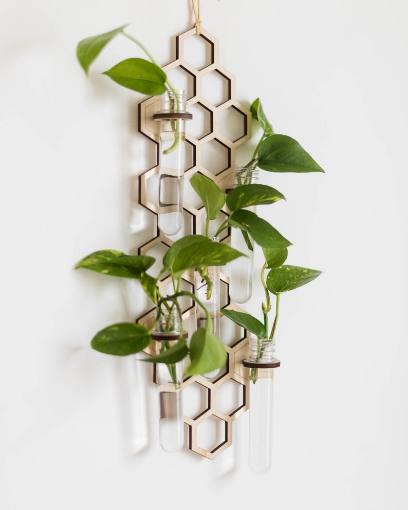 Five houseplant cuttings rooting in test tubes on a honeycomb hanging propagation station