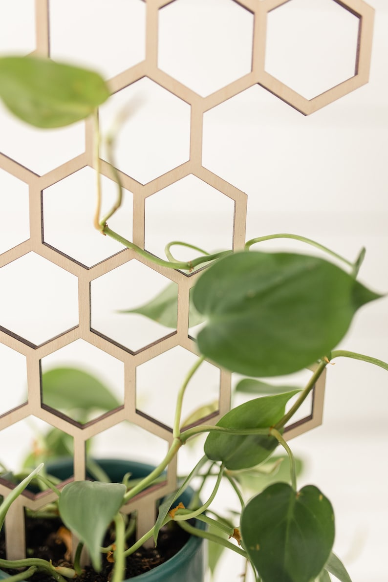 Close up of wooden honeycomb trellis and a heart shaped green leaf