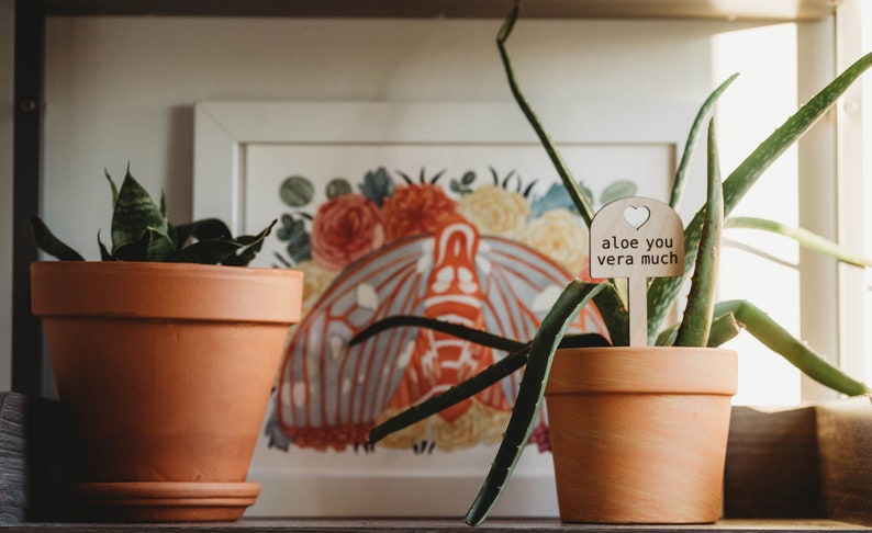 Plants growing in orange teracotta pots. A wooden stake reading aloe you vera much