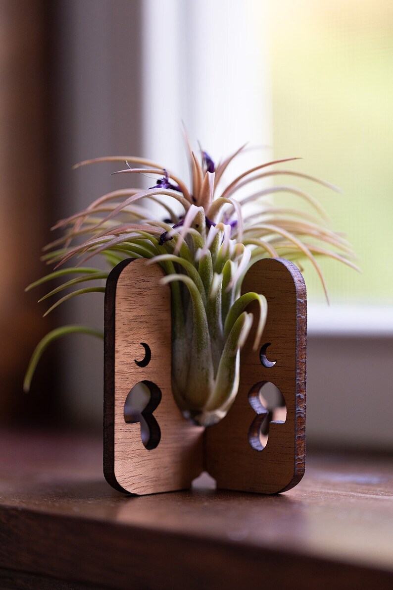 Air plant with pink leaves blooms purple flowers while it lives in a mushroom air plant display