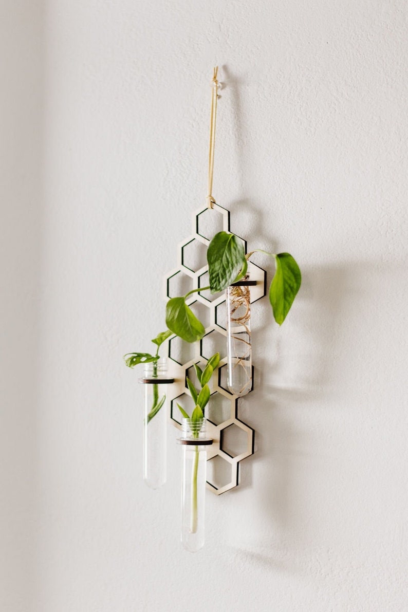 Propagation station with tree tubes. Propagation station is wall hanging with plant cuttings in glass test tubes.