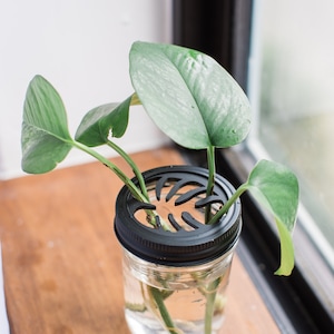 Mason Jar Propagation Topper - Propagate Cuttings & Reduce Rot - Gifts for Indoor Plant Lovers
