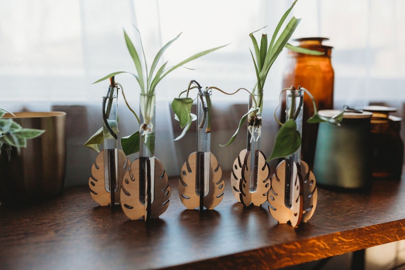 a group of houseplant cuttings growing in test tubes filled with water on a windowsill