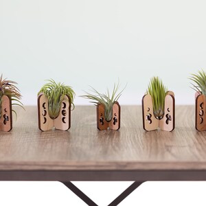 Five air plant holders holding tillandsia of various shapes and sizes.