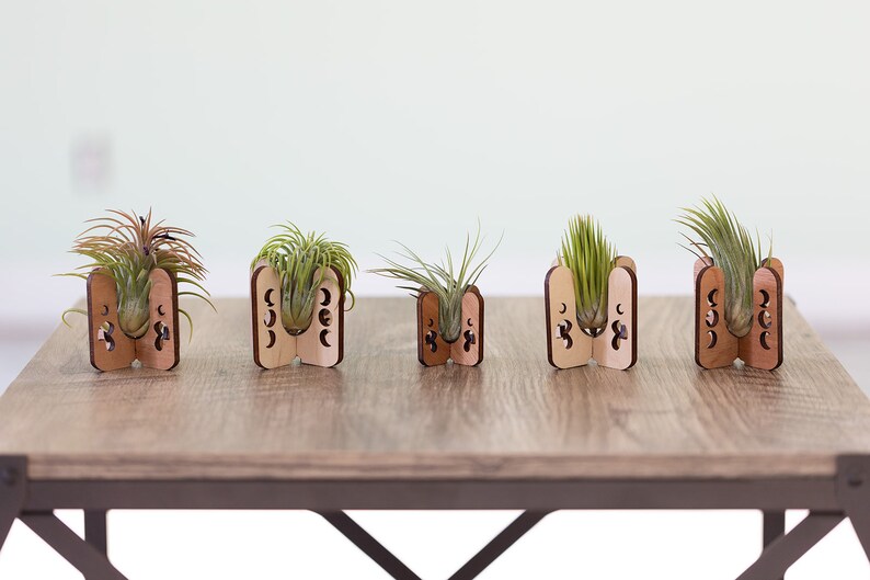 Five air plant holders holding tillandsia of various shapes and sizes.