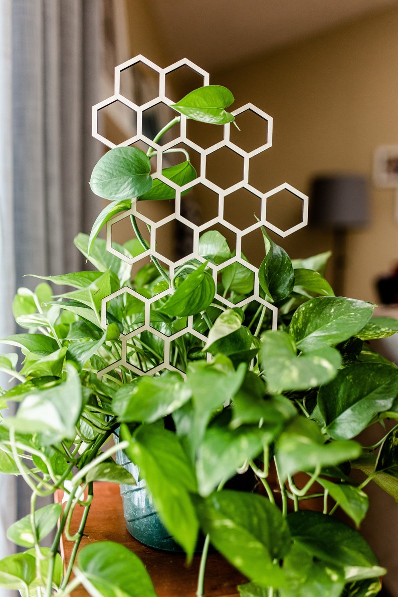 Emerald green golden pothos climbing on a wooden honeycomb trellis