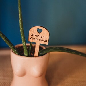 aloe you vera much wooden plant label in a aloe plant inside a boob planter