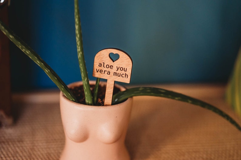 aloe you vera much wooden plant label in a aloe plant inside a boob planter