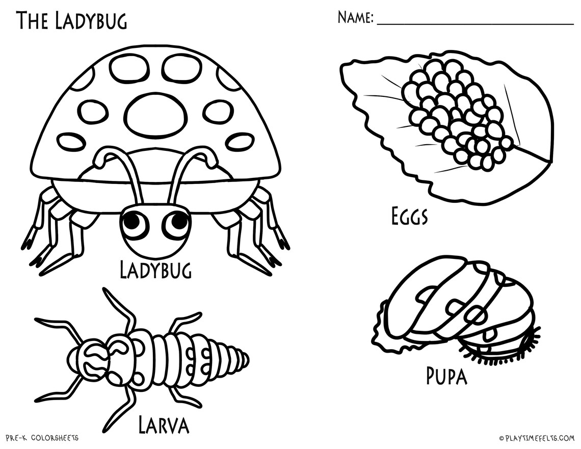 Ladybug Life Cycle Coloring