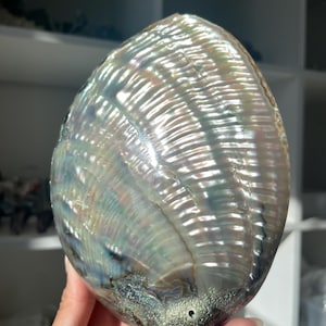 May include: A large, iridescent abalone shell with a pearlescent sheen. The shell displays a range of colors, including blues, greens, and silver, with textured, ridged patterns. The shell is held in a hand.