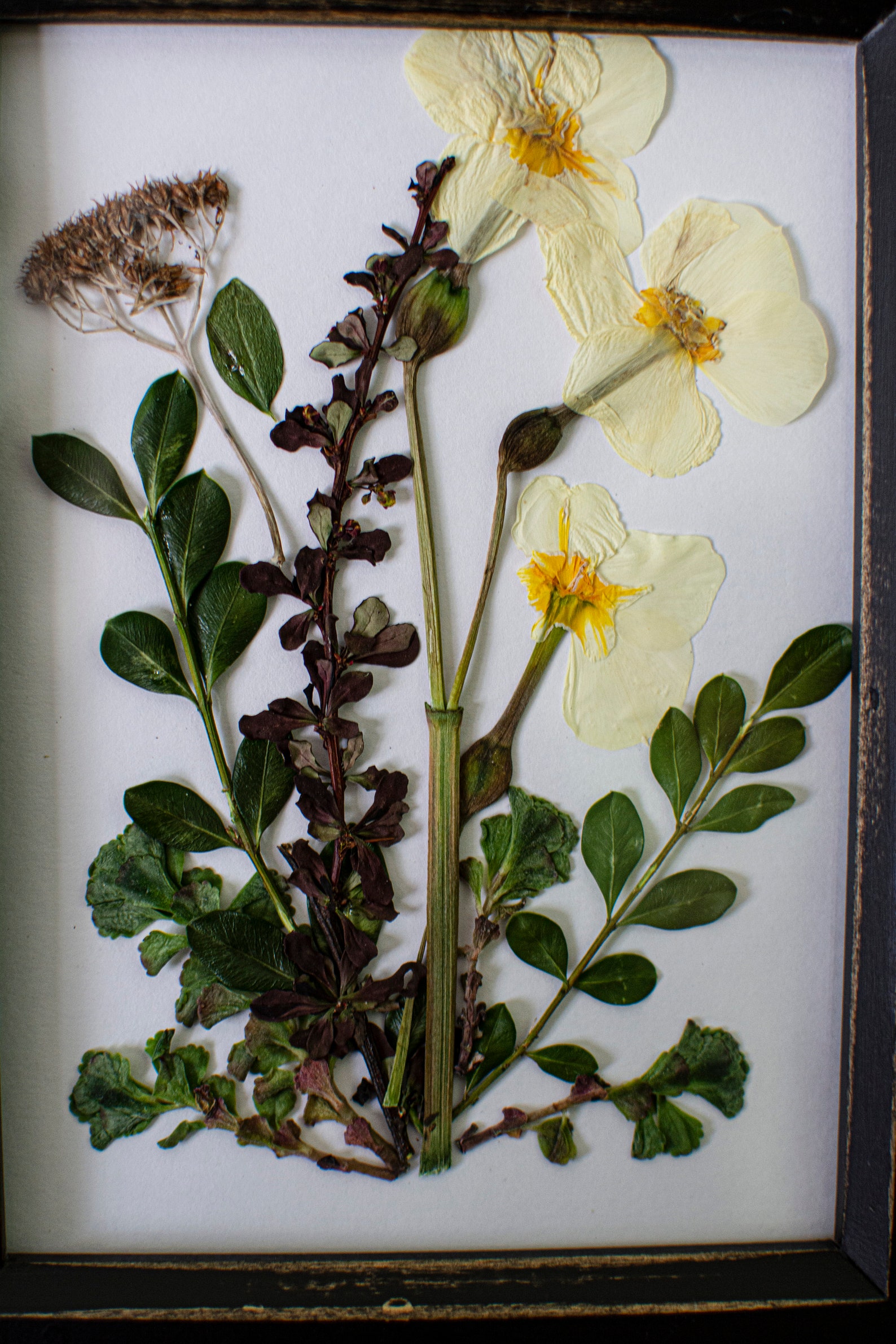 Framed Pressed Flower Botanical Art Cottagecore Decor Etsy