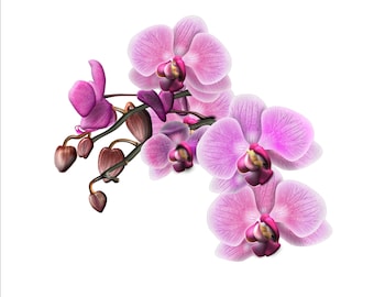 Pink Orchids .SVG File