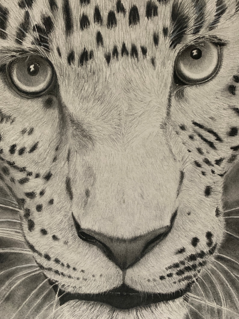Leopard Pencil Drawing Pencil Drawings Animal Pencil Drawing Animals