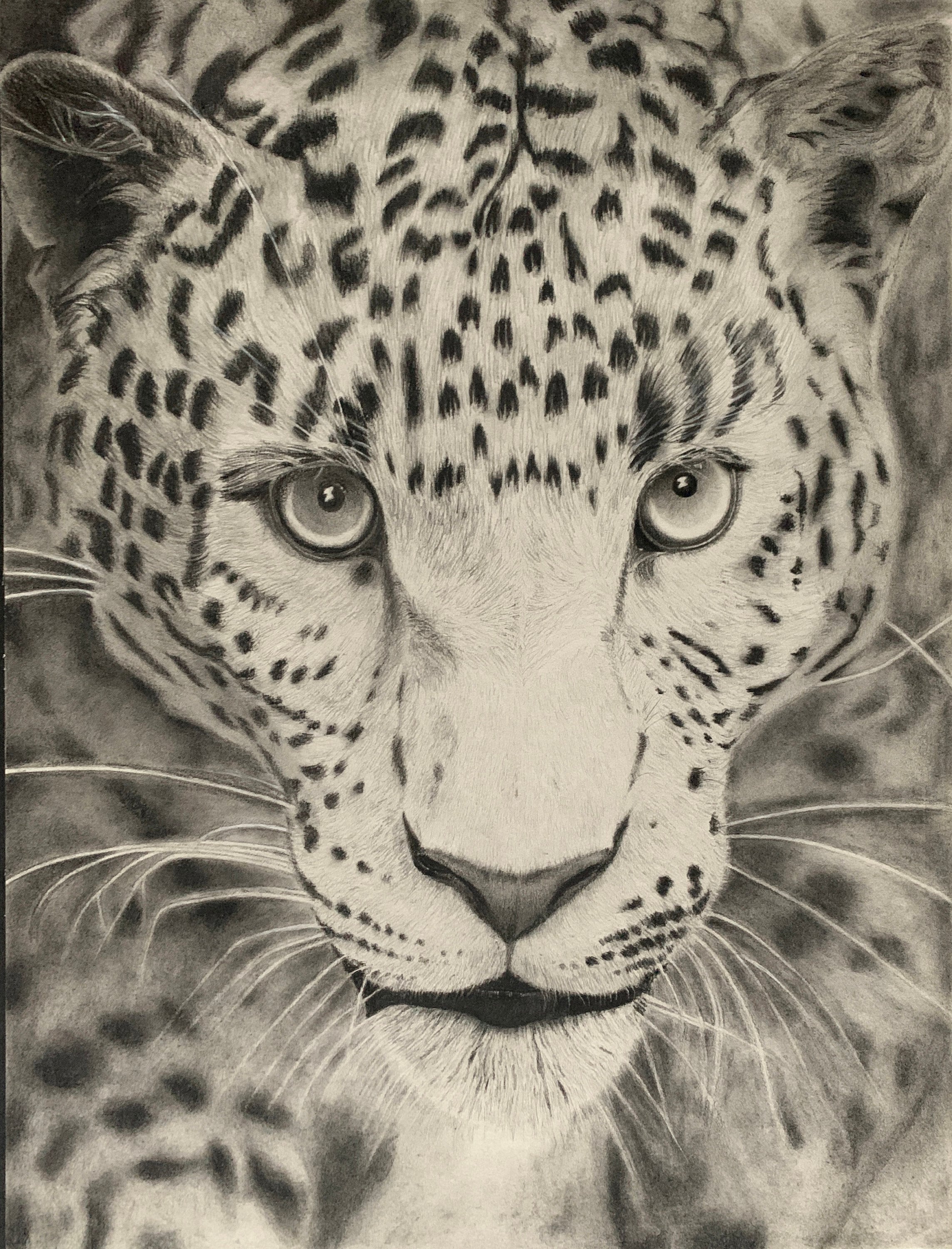 Leopard Pencil Drawing Pencil Drawings Animal Pencil - Etsy