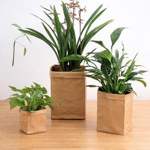 May include: Three potted plants in brown paper bags of varying sizes. The plants have green leaves and are arranged on a wooden surface. The largest plant has long, slender leaves and a brown stem.