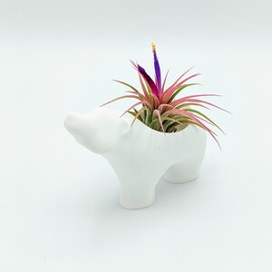 Polar bear Planter, air plant holder, indoor planter, Succulent decor, nursery decor, 3d Printed, Succulents, Air plants, planter Bild 4