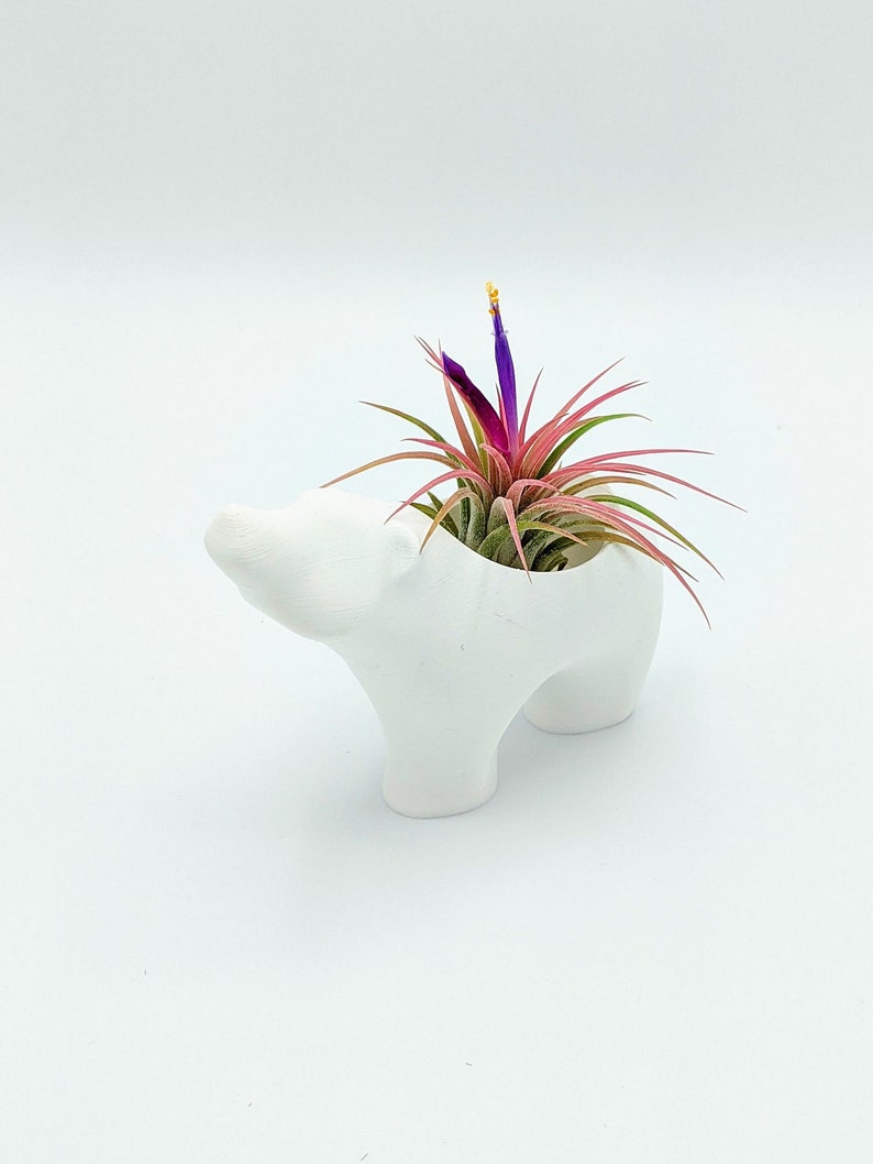 Polar bear Planter, air plant holder, indoor planter, Succulent decor, nursery decor, 3d Printed, Succulents, Air plants, planter Bild 4