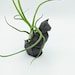 see more listings in the Planters - Animals section